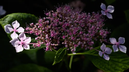 This nature photograph captures a cluster of Lacecap hydrangea flowers in partial sun during a summer afternoon. The main subject, a flowering plant, displays delicate pink and lavender blossoms surrounded by lush green leaves. The sunlight gently illuminates some of the flowers and plants, enhancing the subtle variations in color and texture. The overall composition emphasizes the intricate beauty of the Lacecap hydrangea as it thrives during the height of summer, showcasing the harmonious relationship between flowers and their surrounding foliage.